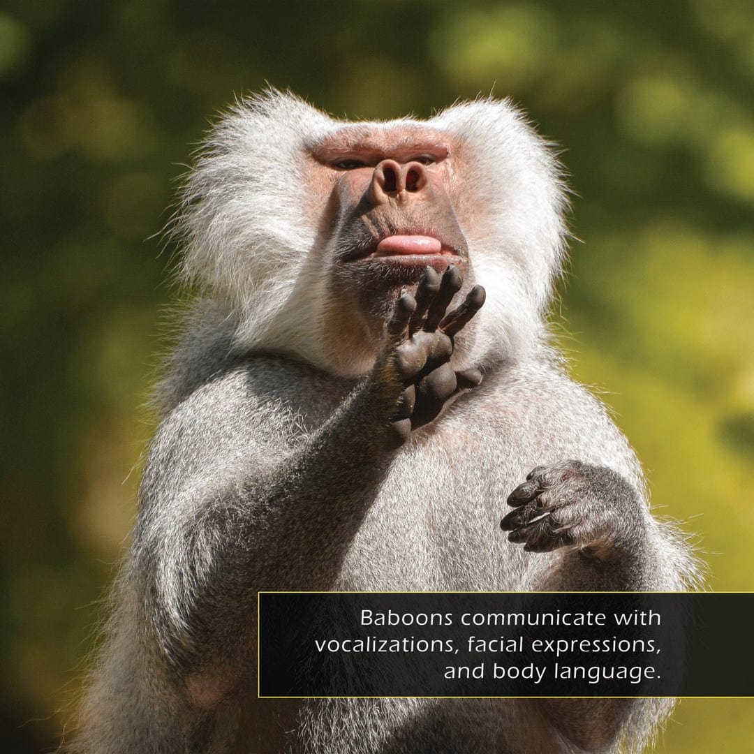 Baboons! A My Incredible World Picture Book for Children