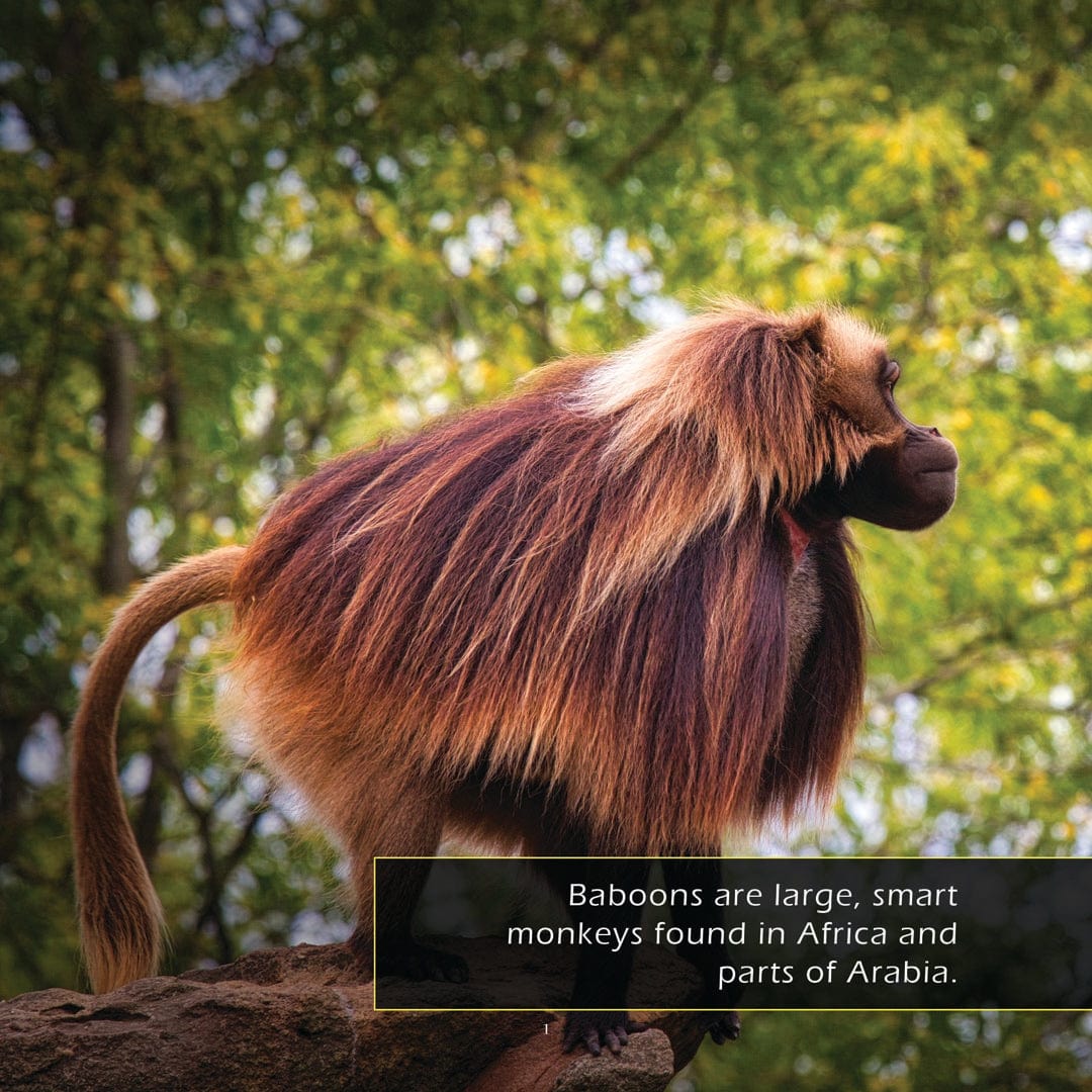 Baboons! A My Incredible World Picture Book for Children