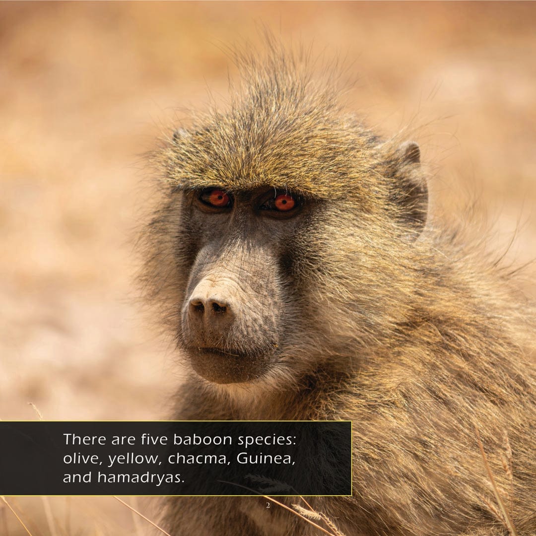 Baboons! A My Incredible World Picture Book for Children