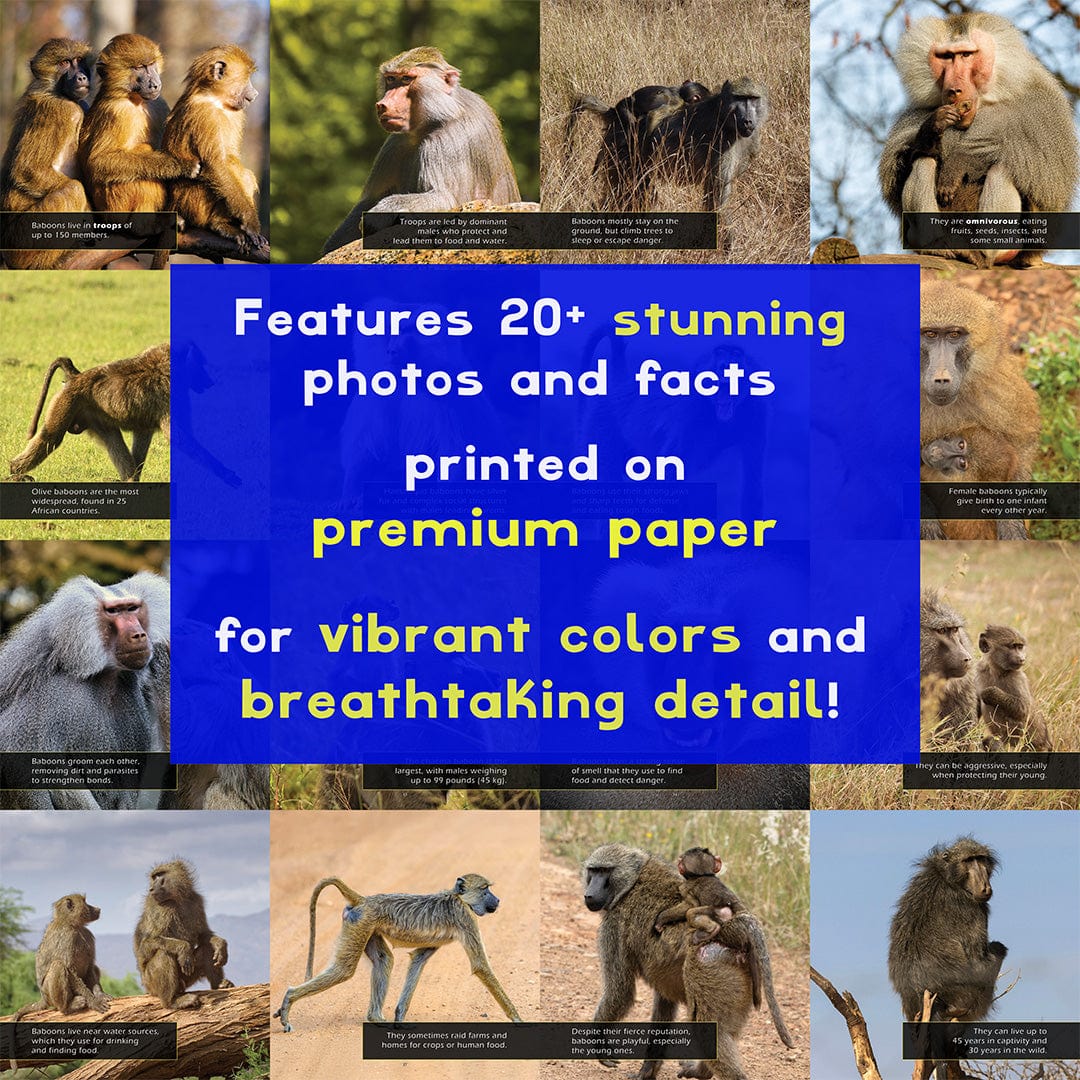 Baboons! A My Incredible World Picture Book for Children