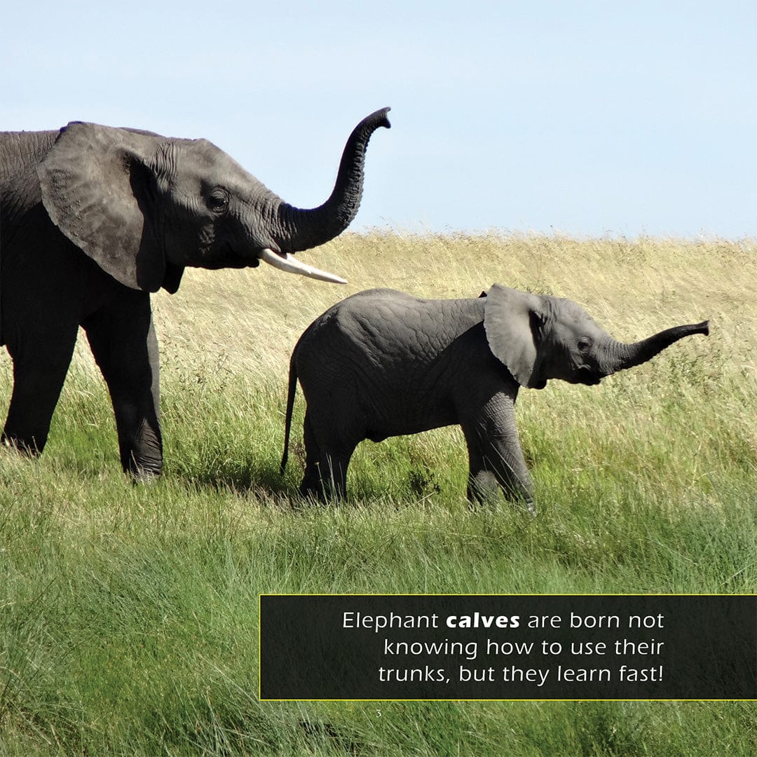 Baby Animals! A My Incredible World Picture Book for Children