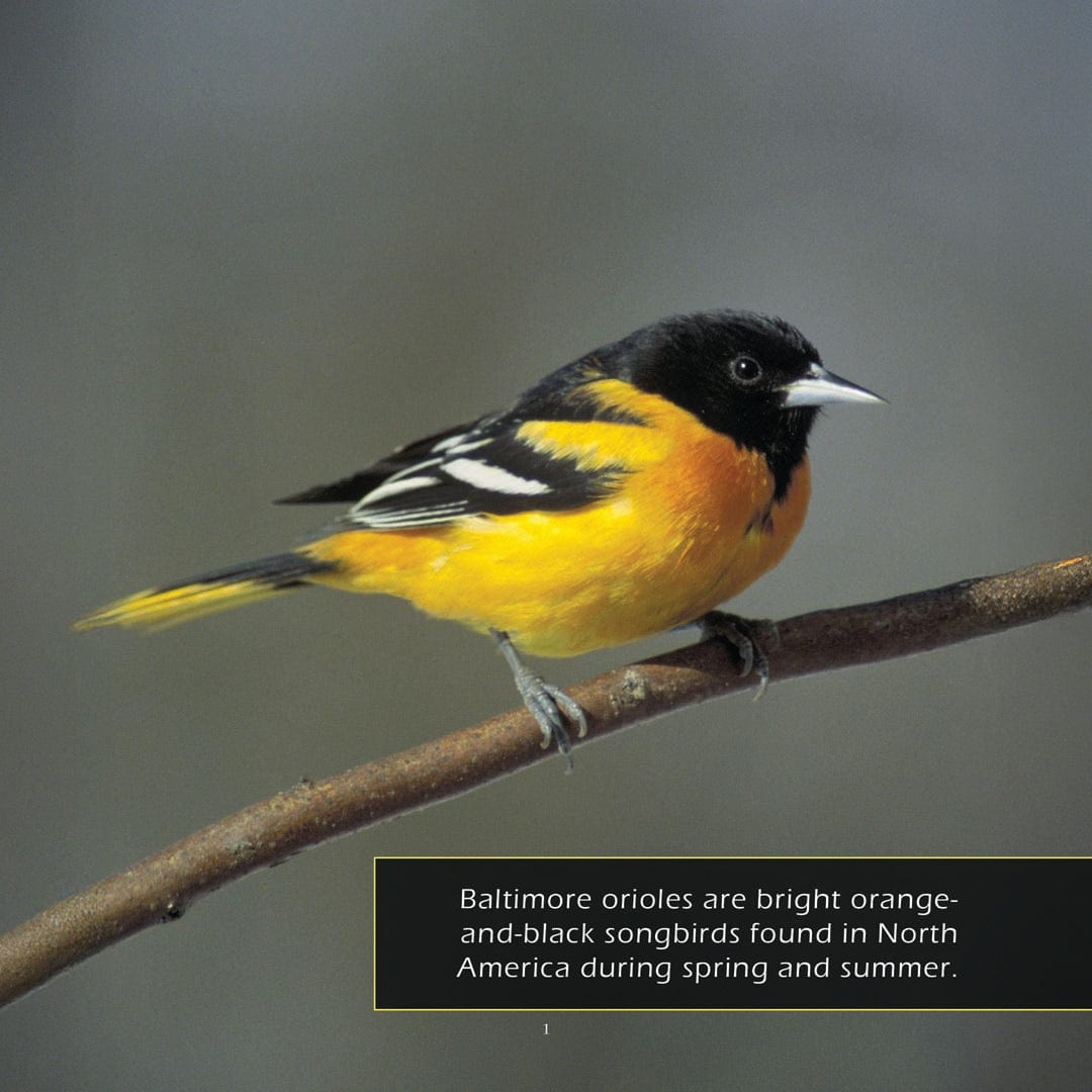 Baltimore Orioles! A My Incredible World Picture Book for Children