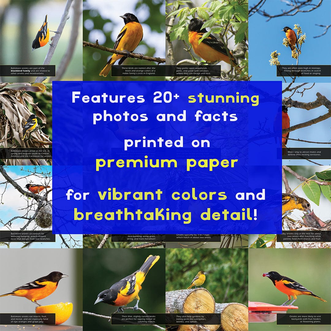 Baltimore Orioles! A My Incredible World Picture Book for Children
