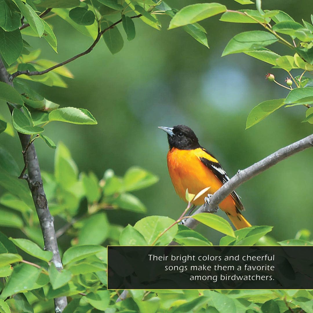 Baltimore Orioles! A My Incredible World Picture Book for Children