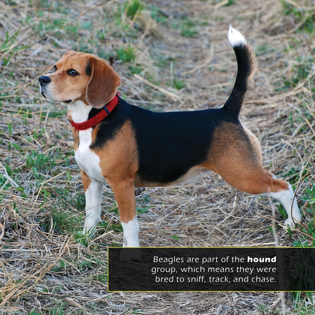 Beagles! A My Incredible World Picture Book for Children