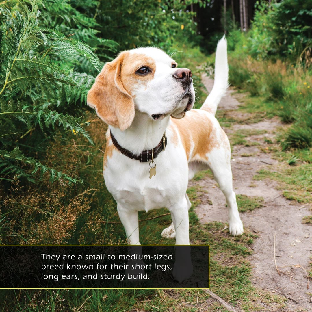 Beagles! A My Incredible World Picture Book for Children
