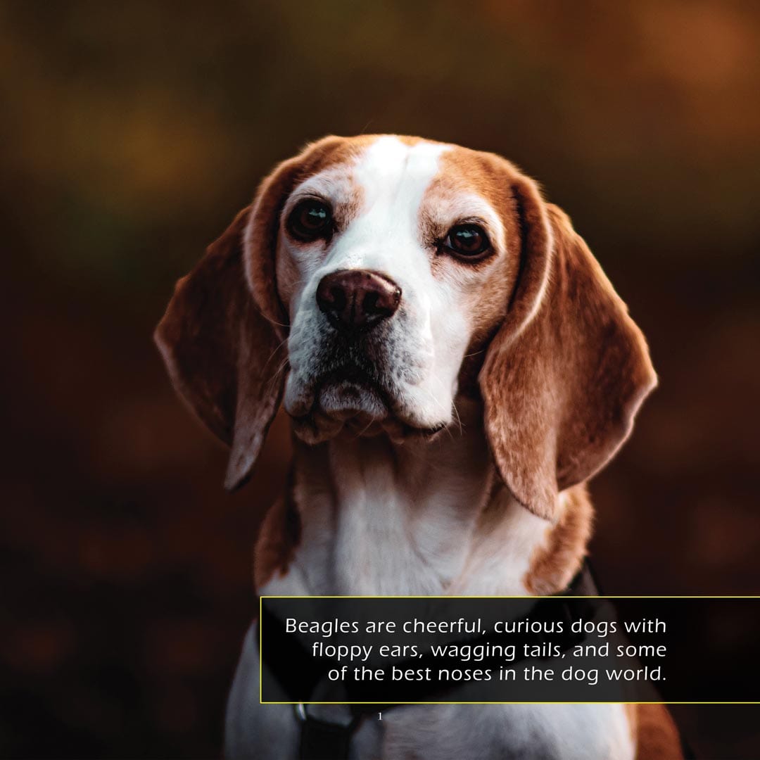 Beagles! A My Incredible World Picture Book for Children
