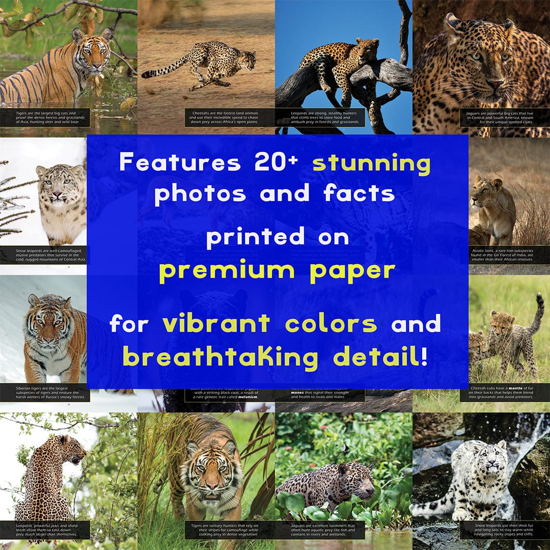 Big Cats! A My Incredible World Picture Book for Children