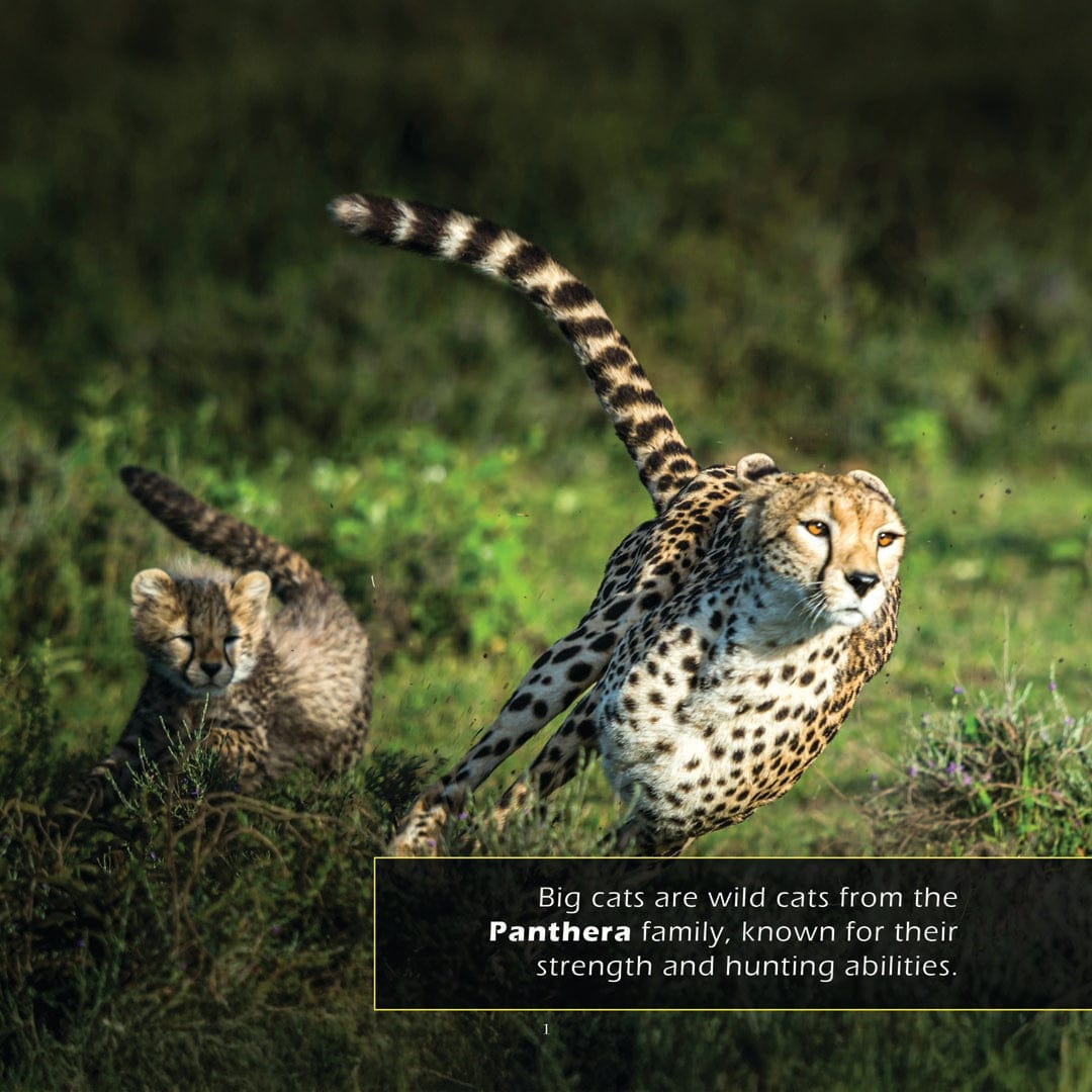 Big Cats! A My Incredible World Picture Book for Children