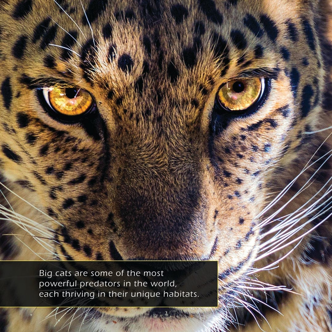 Big Cats! A My Incredible World Picture Book for Children