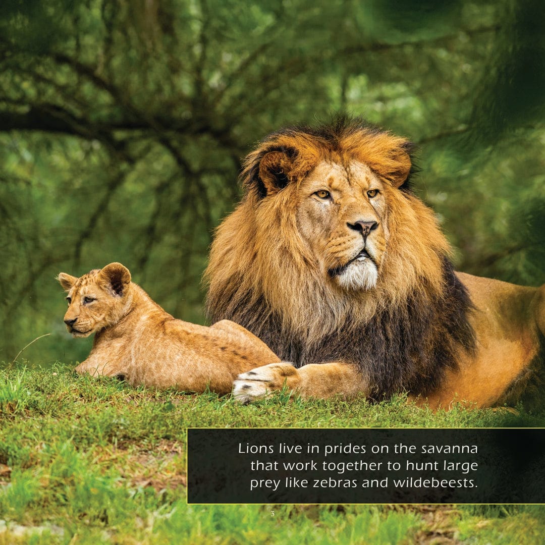 Big Cats! A My Incredible World Picture Book for Children