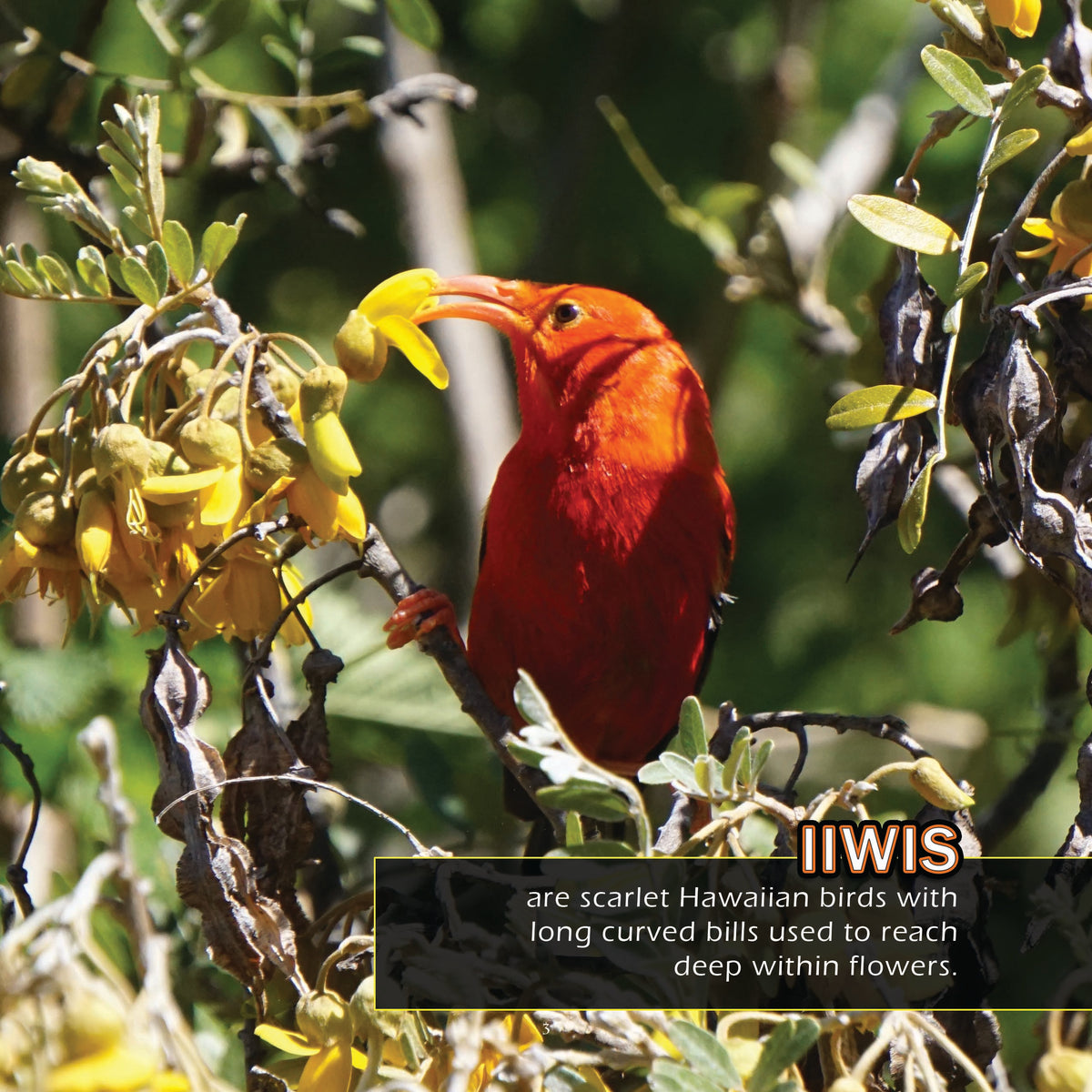 Birds of Hawaii! A My Incredible World Picture Book for Children