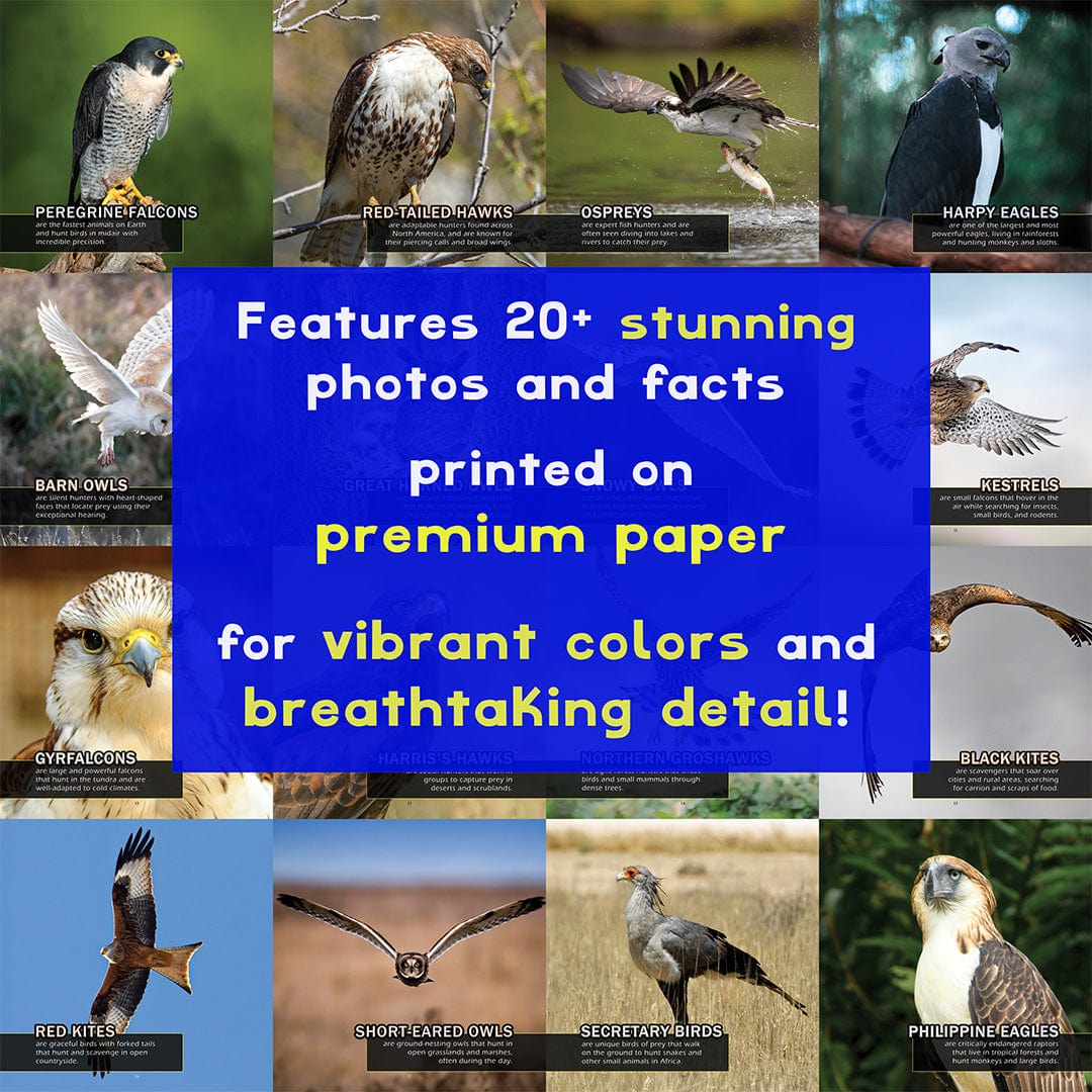 Birds of Prey! A My Incredible World Picture Book for Children