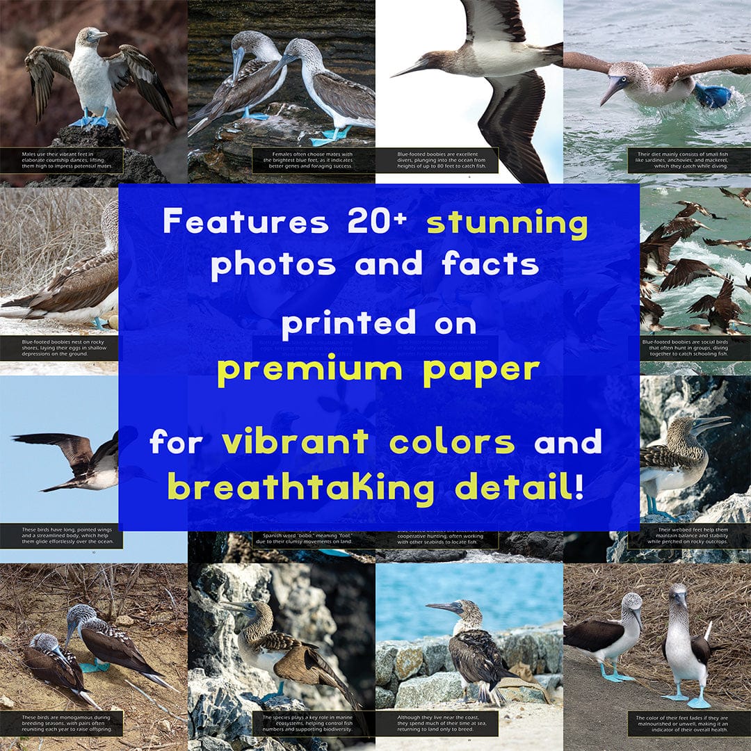 Blue-footed Boobies! A My Incredible World Picture Book for Children
