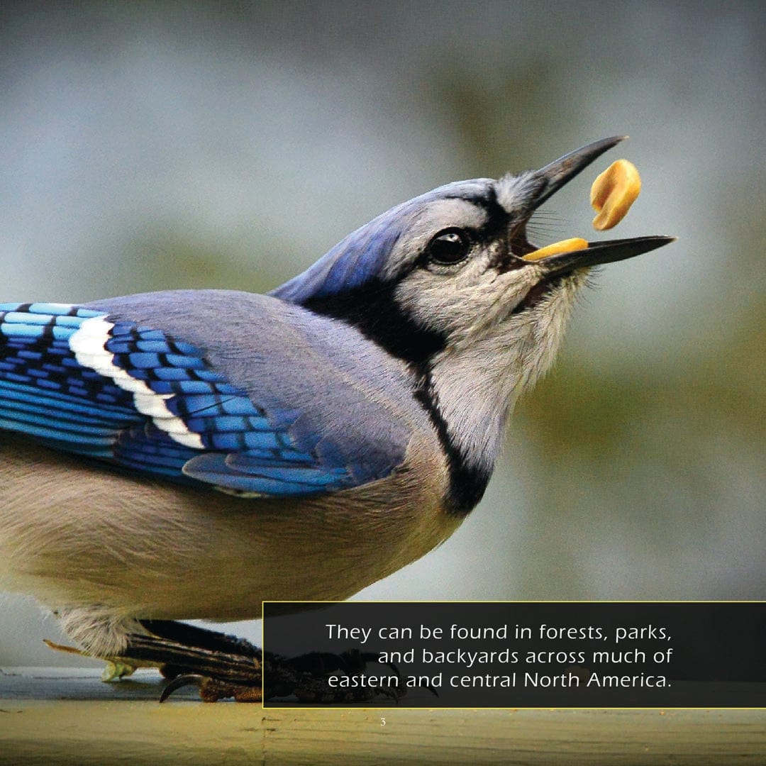 Blue Jays! A My Incredible World Picture Book for Children