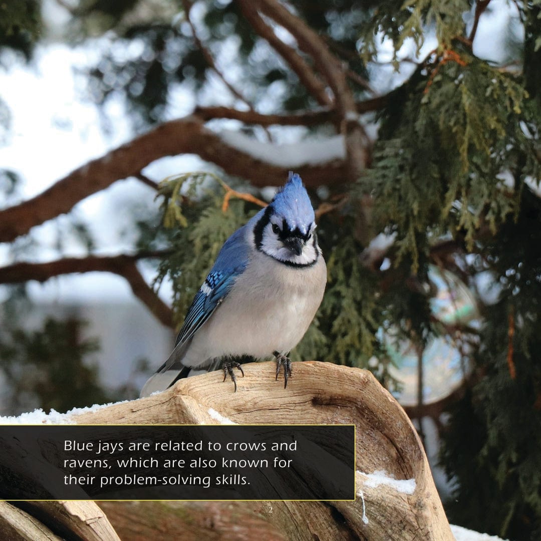 Blue Jays! A My Incredible World Picture Book for Children