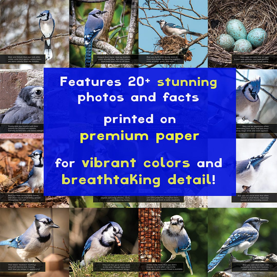 Blue Jays! A My Incredible World Picture Book for Children