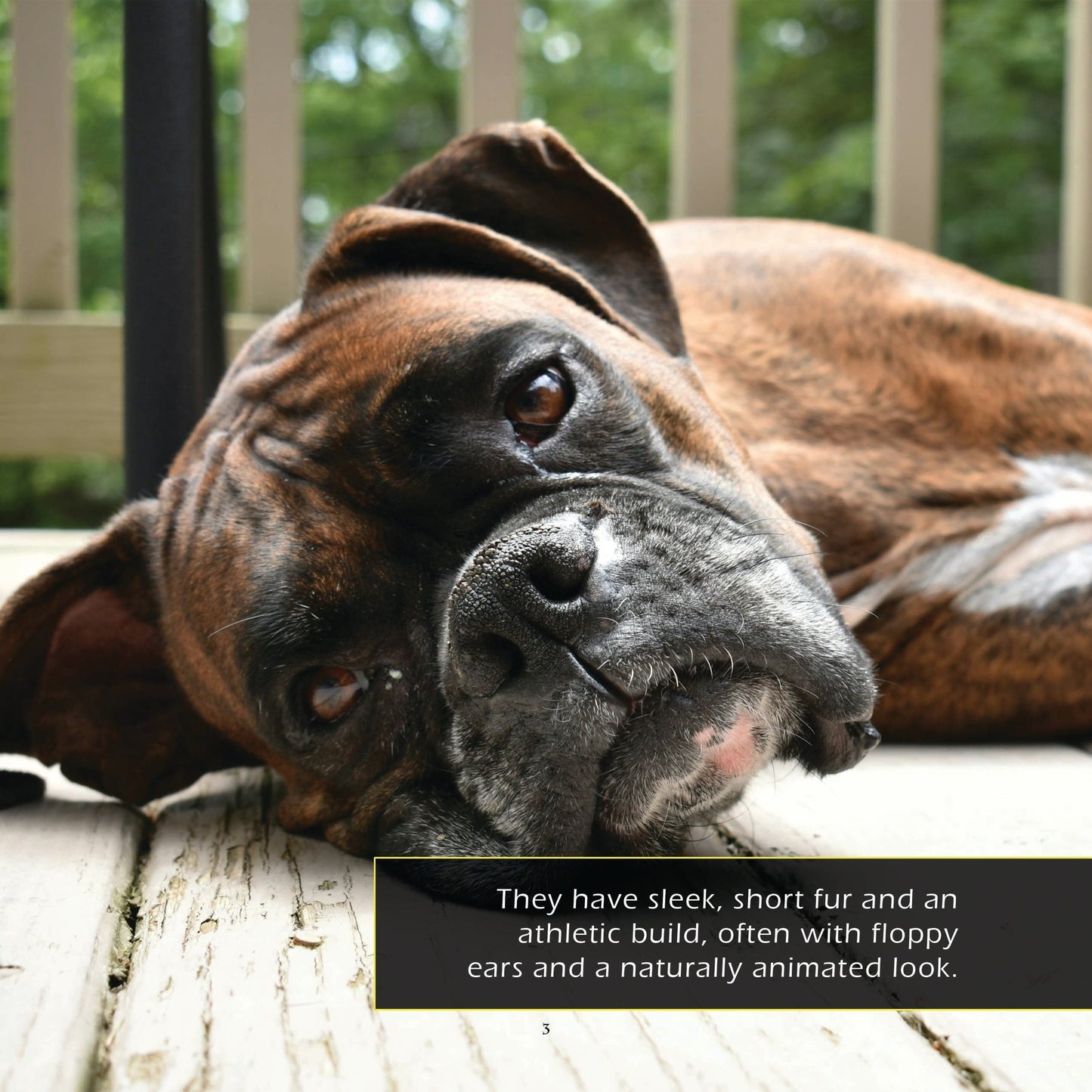 Boxers! A My Incredible World Picture Book for Children