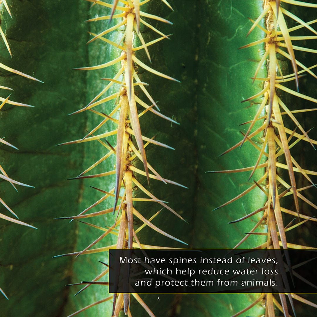Cactuses! A My Incredible World Picture Book for Children