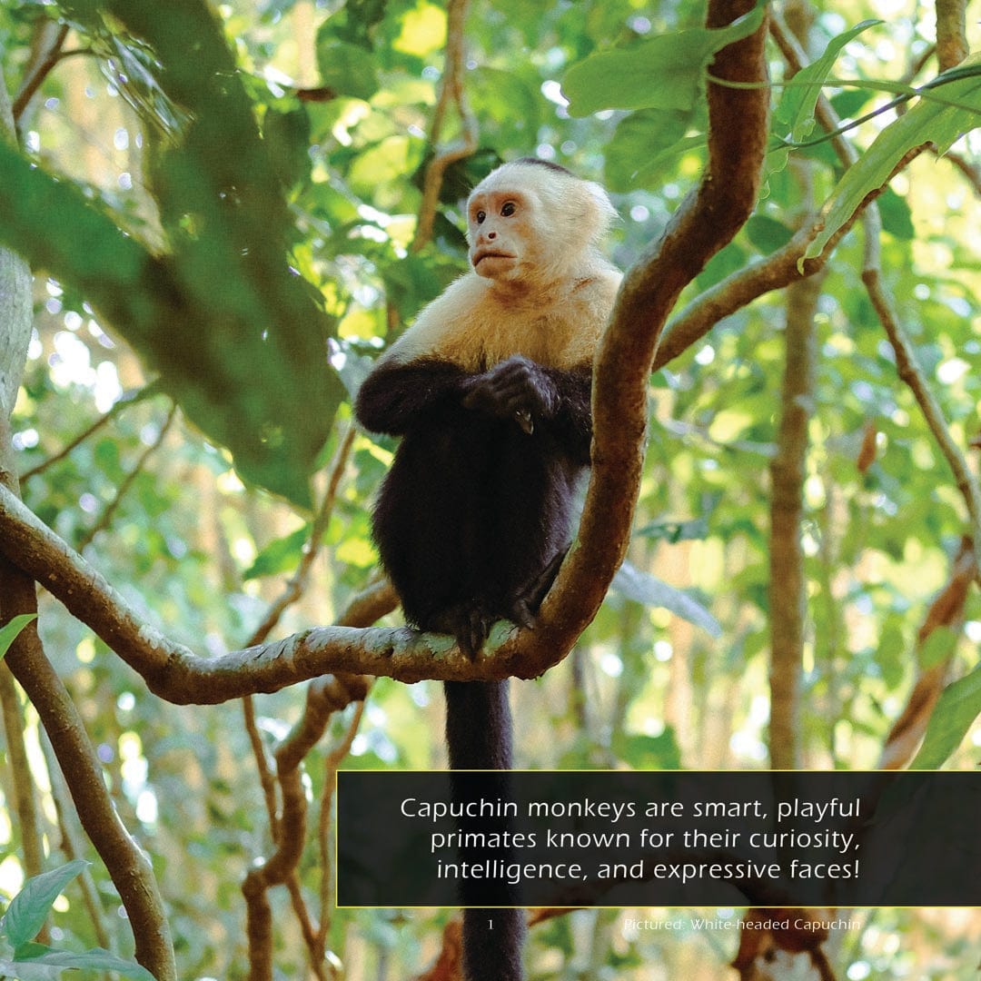 Capuchin Monkeys! A My Incredible World Picture Book for Children