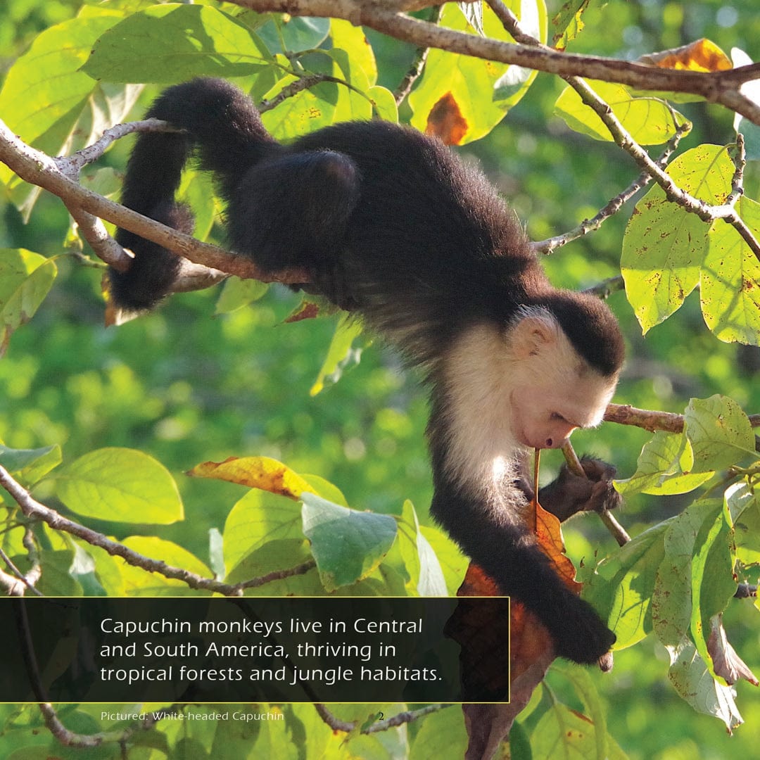 Capuchin Monkeys! A My Incredible World Picture Book for Children