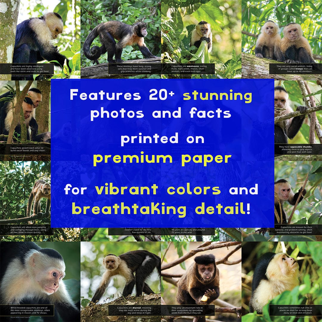 Capuchin Monkeys! A My Incredible World Picture Book for Children