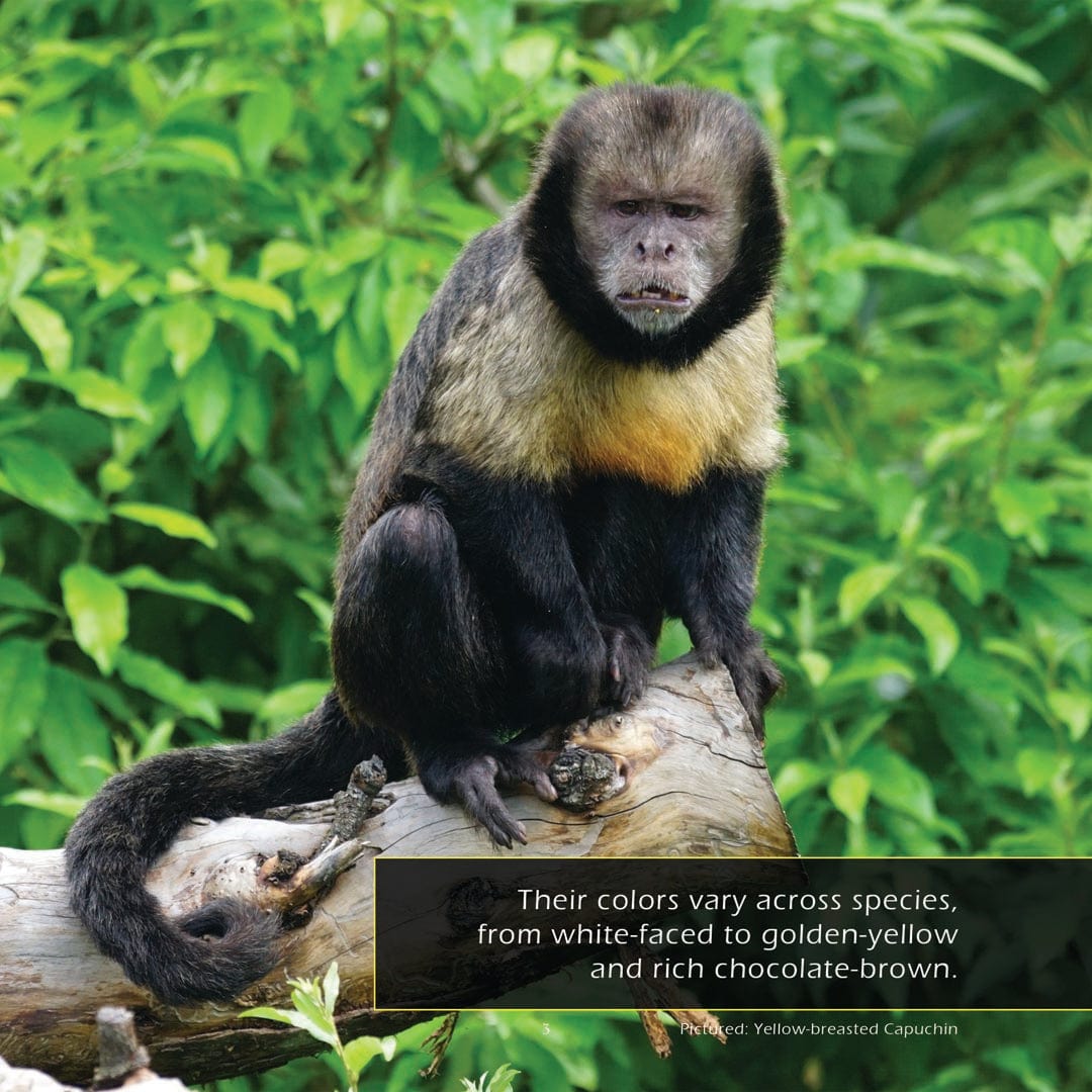 Capuchin Monkeys! A My Incredible World Picture Book for Children