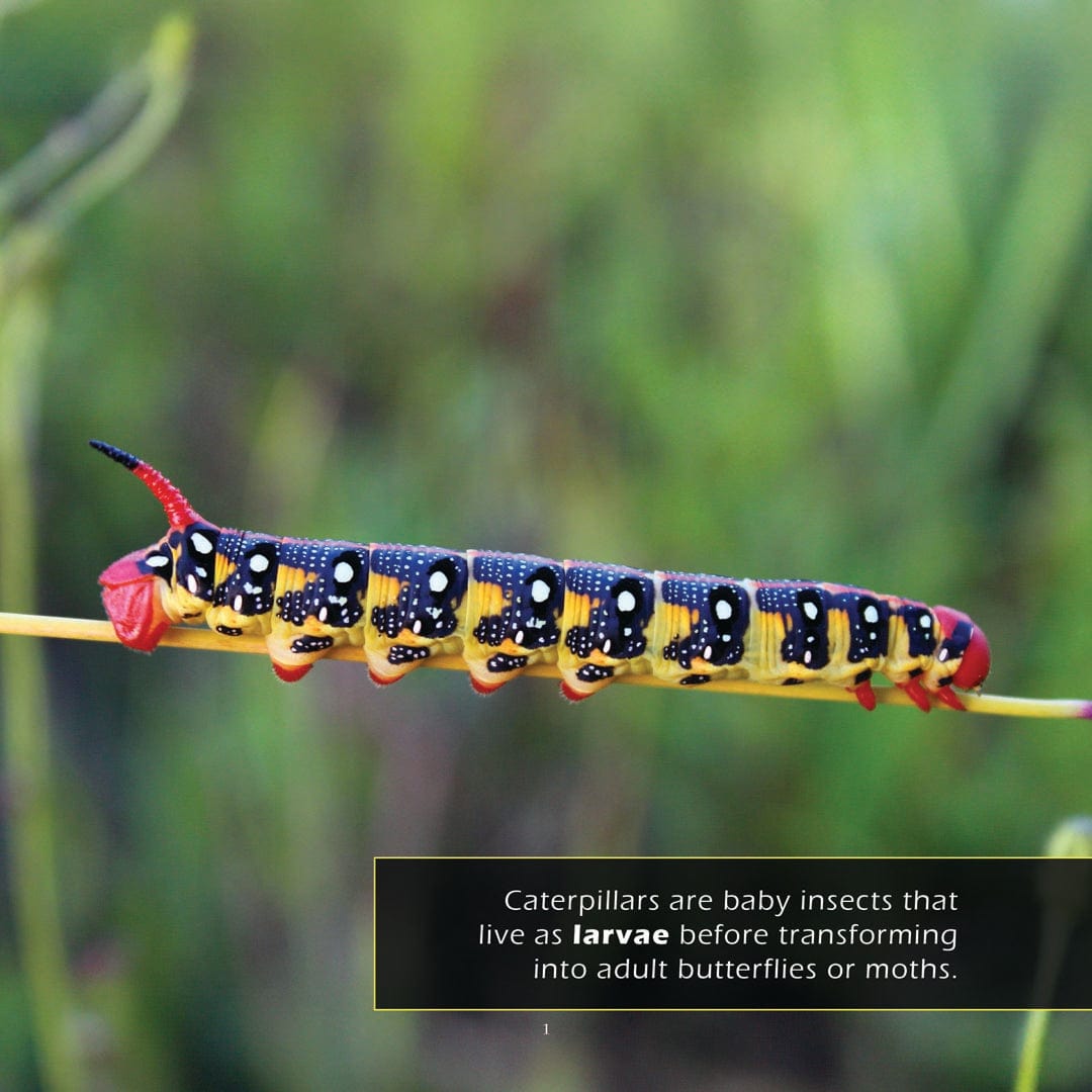 Caterpillars! A My Incredible World Picture Book for Children