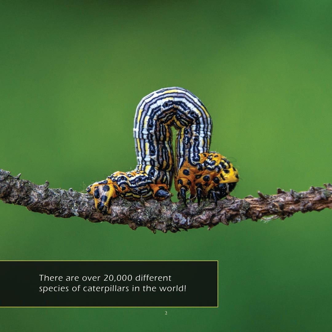 Caterpillars! A My Incredible World Picture Book for Children
