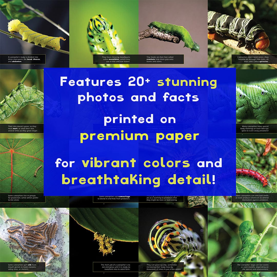 Caterpillars! A My Incredible World Picture Book for Children