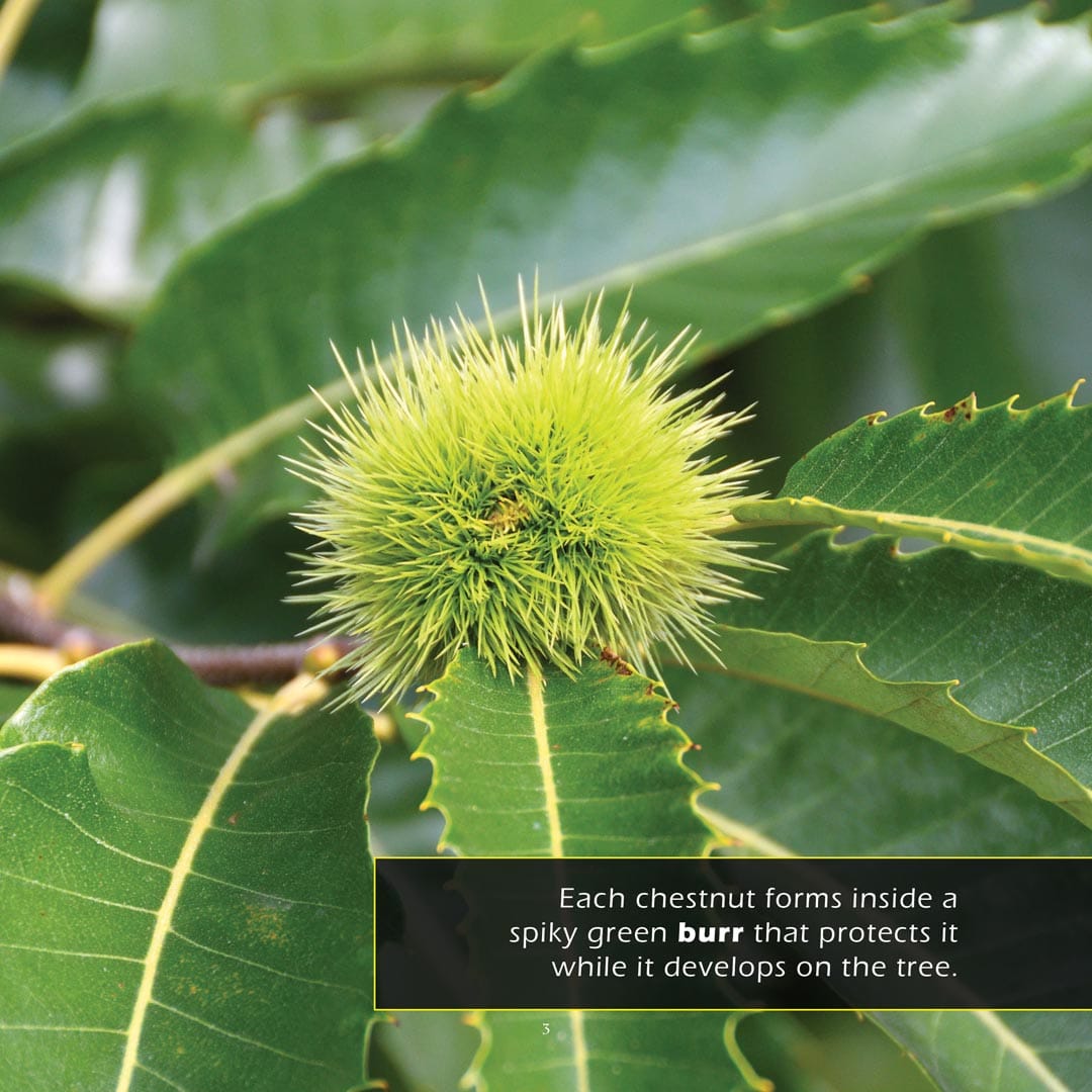 Chestnuts! A My Incredible World Picture Book for Children