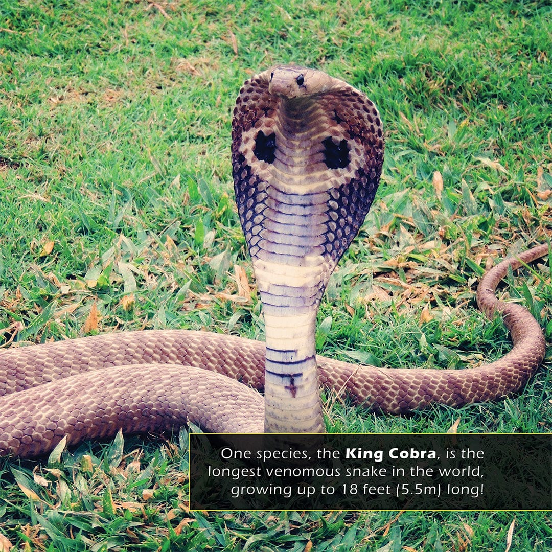 Cobras! A My Incredible World Picture Book for Children