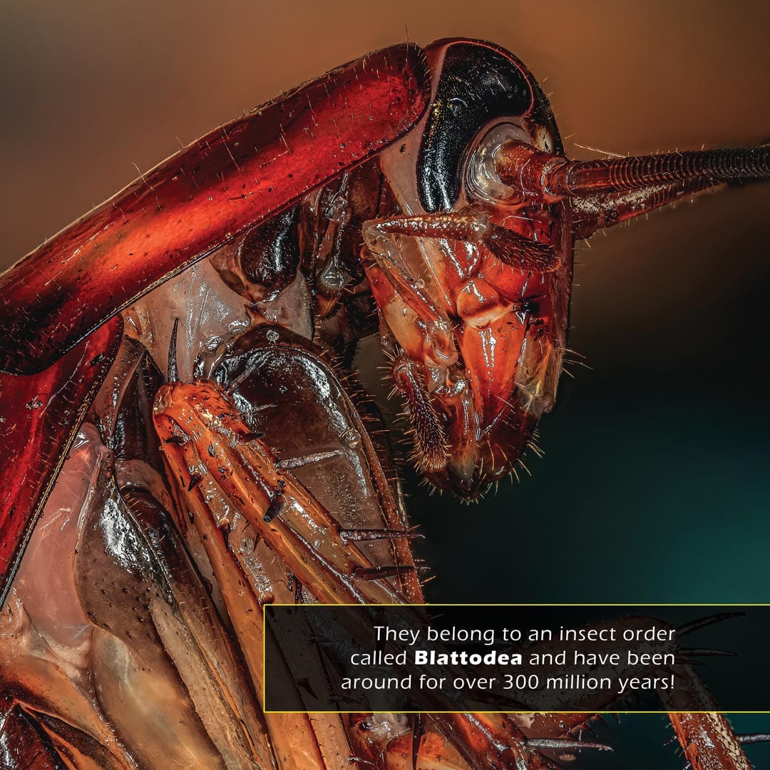 Cockroaches! A My Incredible World Picture Book for Children