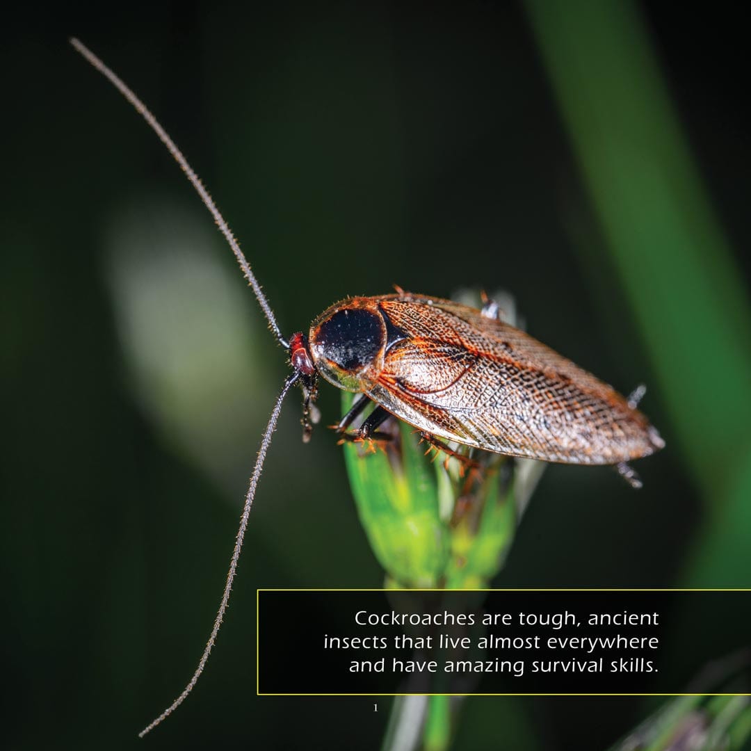 Cockroaches! A My Incredible World Picture Book for Children