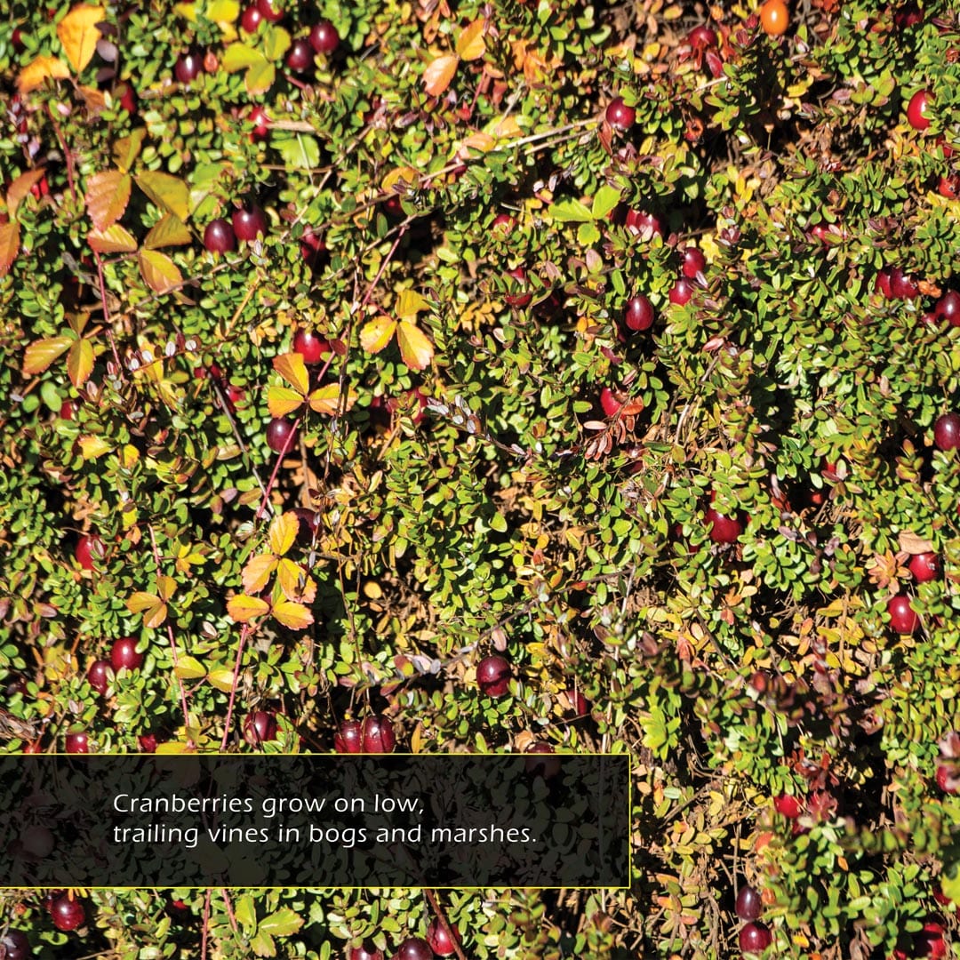 Cranberries! A My Incredible World Picture Book for Children