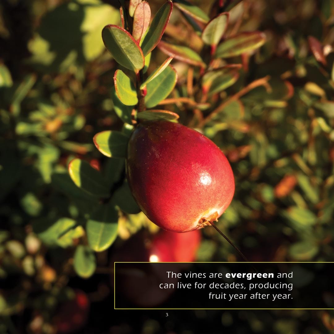 Cranberries! A My Incredible World Picture Book for Children