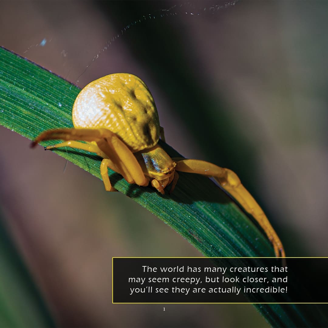 Creepy Crawly Creatures! A My Incredible World Picture Book for Children