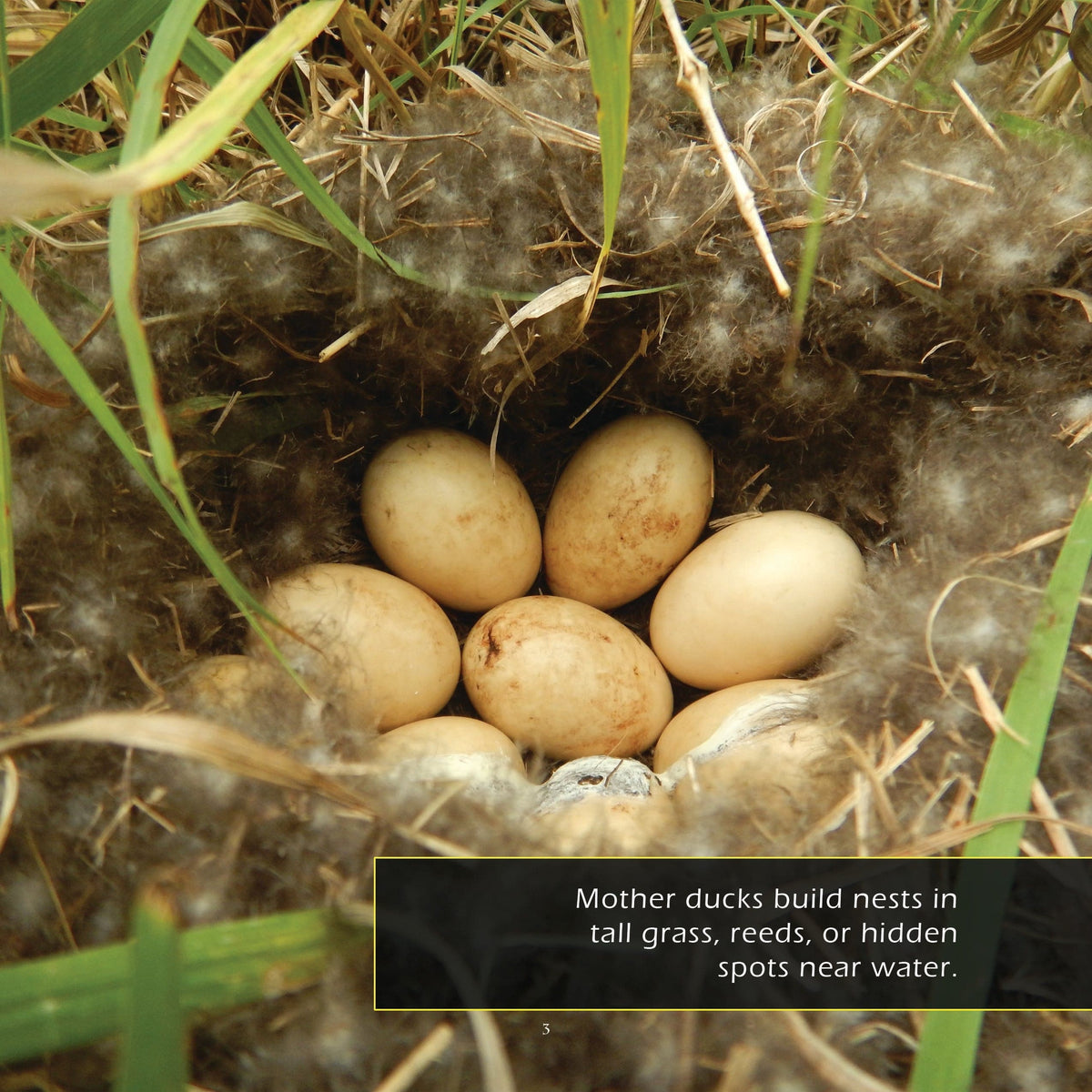 Ducklings! A My Incredible World Picture Book for Children