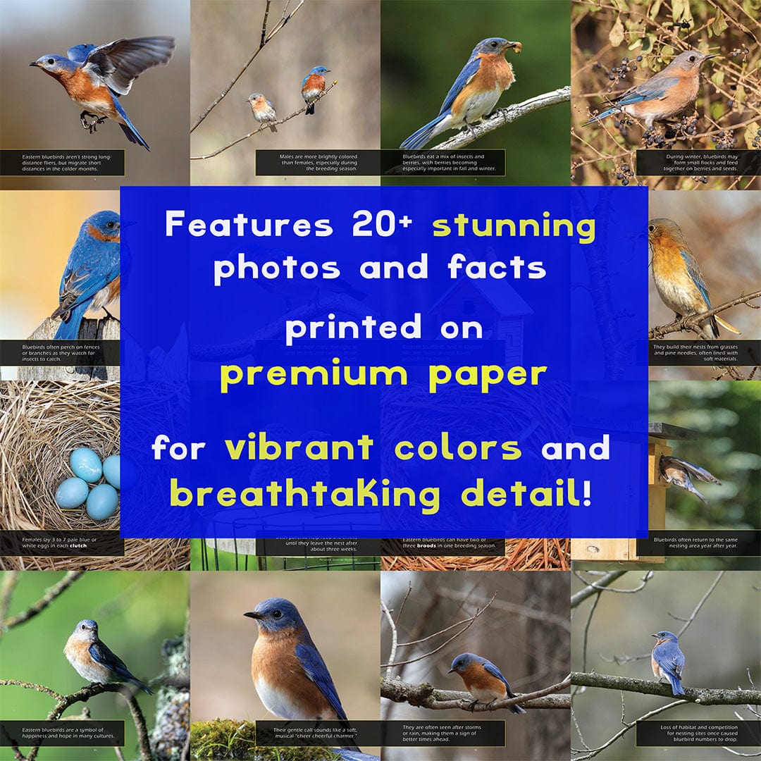 Eastern Bluebirds! A My Incredible World Picture Book for Children
