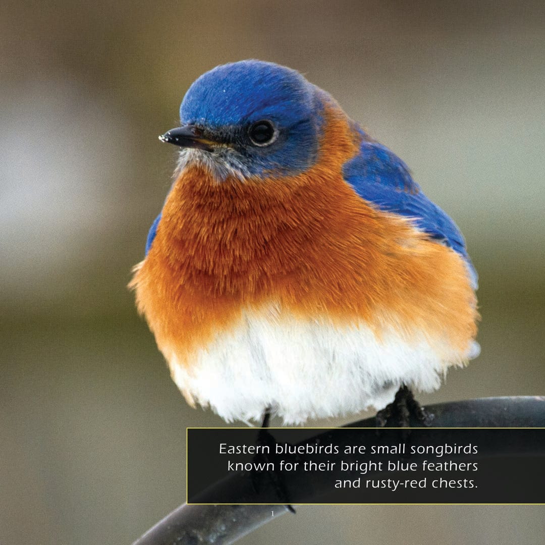 Eastern Bluebirds! A My Incredible World Picture Book for Children