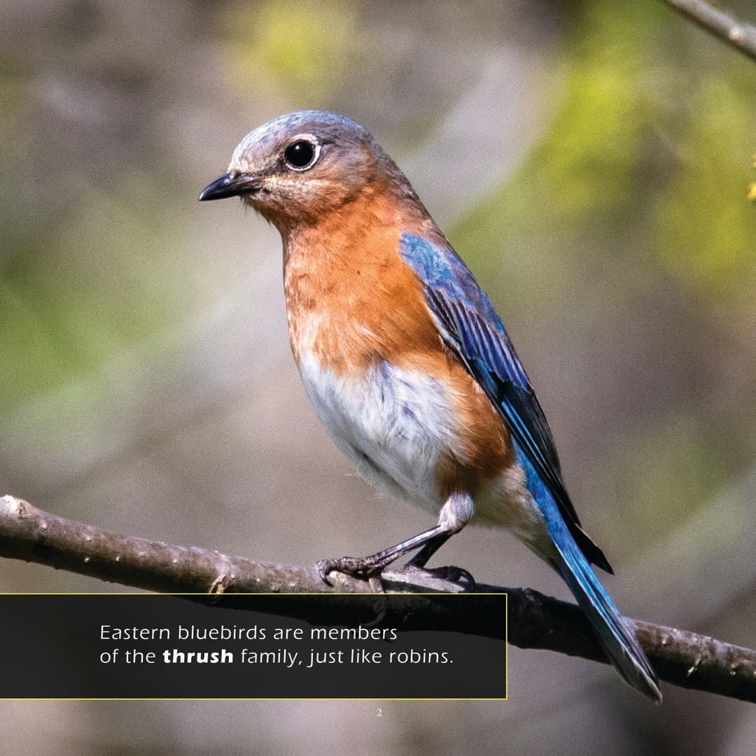 Eastern Bluebirds! A My Incredible World Picture Book for Children