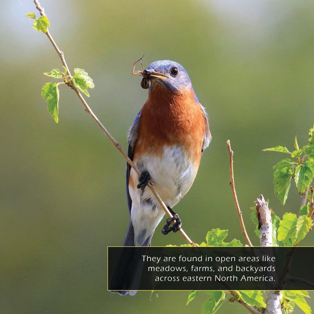 Eastern Bluebirds! A My Incredible World Picture Book for Children