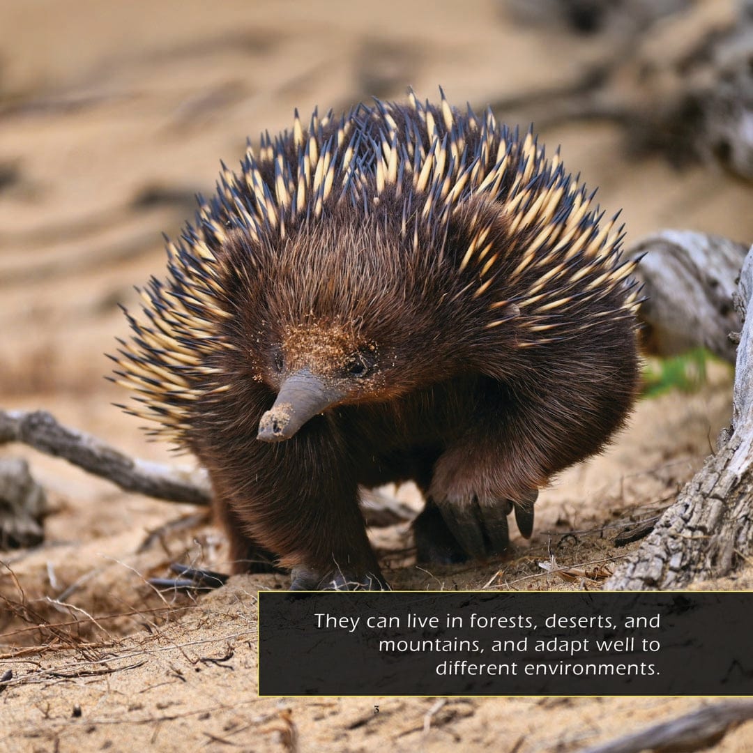 Echidnas! A My Incredible World Picture Book for Children