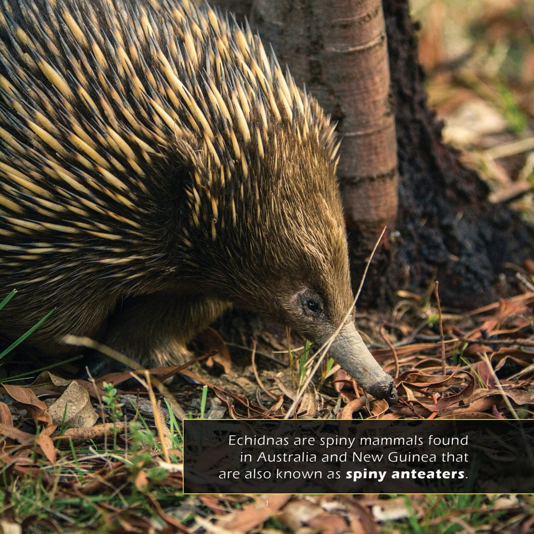 Echidnas! A My Incredible World Picture Book for Children