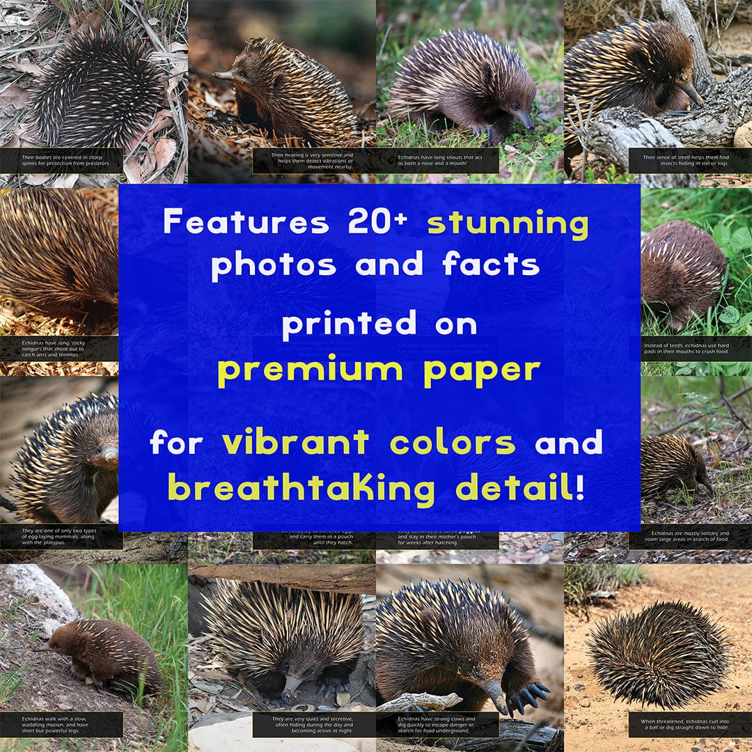 Echidnas! A My Incredible World Picture Book for Children