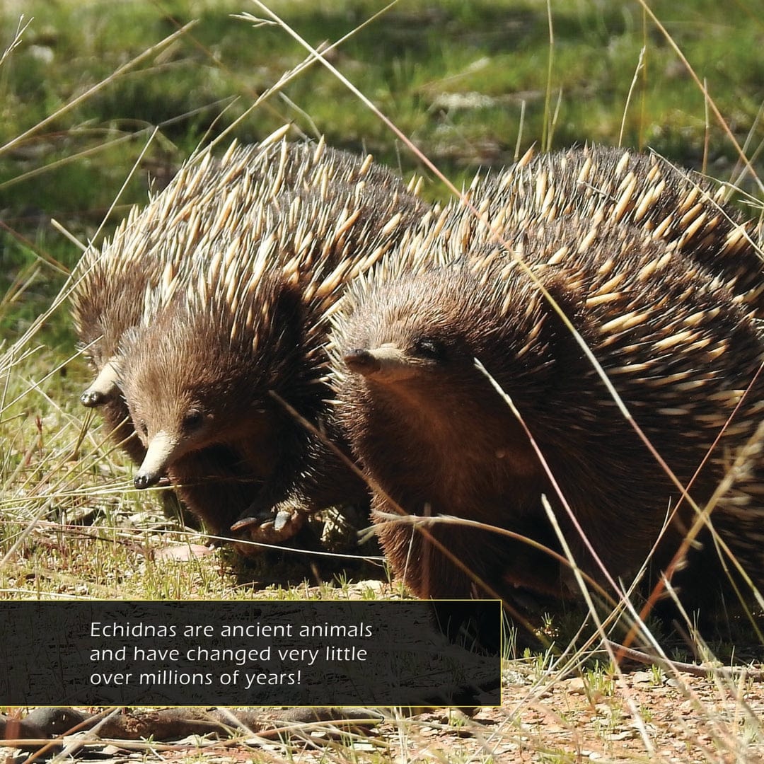 Echidnas! A My Incredible World Picture Book for Children