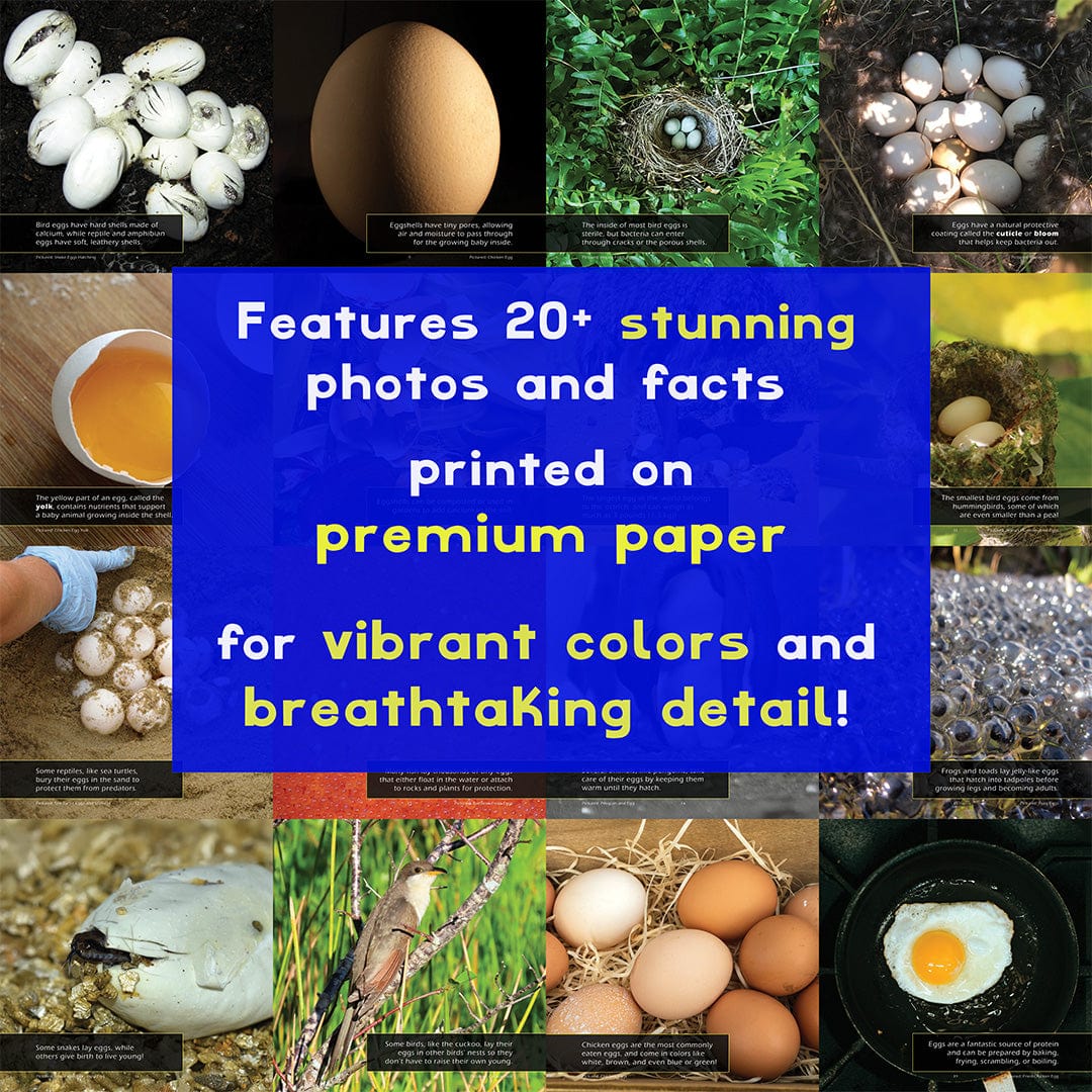 Eggs! A My Incredible World Picture Book for Children