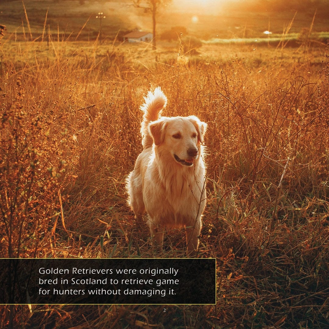 Golden Retrievers! A My Incredible World Picture Book for Children