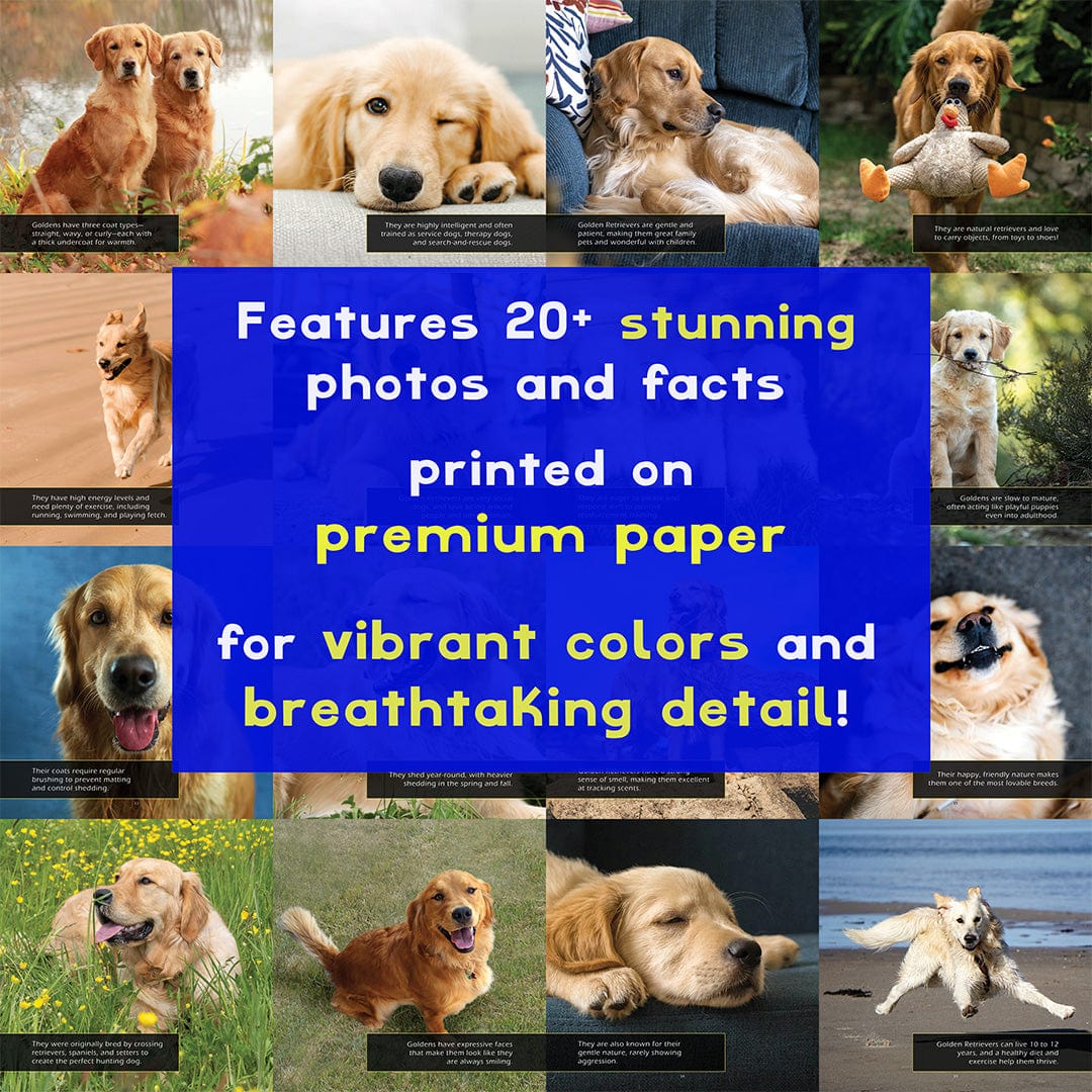 Golden Retrievers! A My Incredible World Picture Book for Children