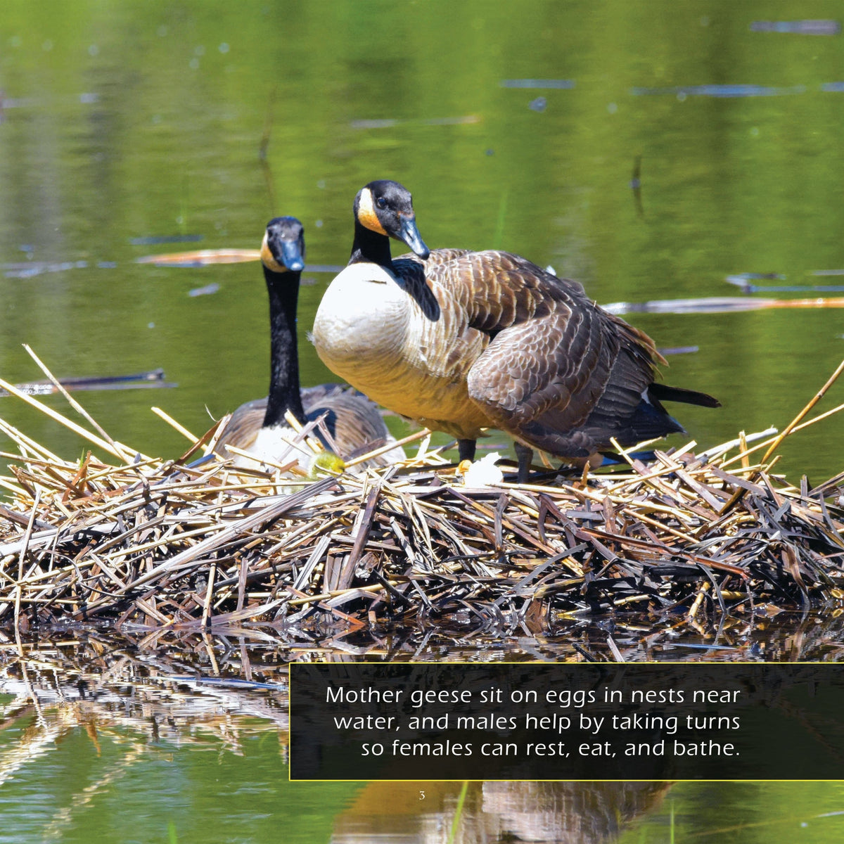 Goslings! A My Incredible World Picture Book for Children